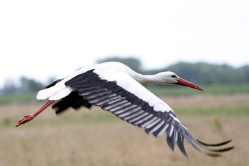 stork in flight