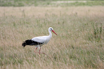 stork in the field