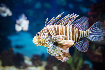 Beautiful zebra fish or striped lionfish.