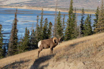 Big Horn Sheep in Jasper National Park, Alberta Canada