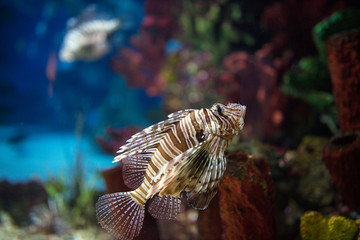scorpion fish in aquarium.