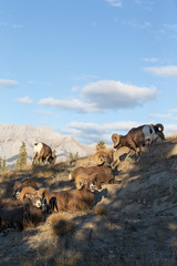 Obraz premium Big Horn Sheep in Jasper National Park, Alberta Canada
