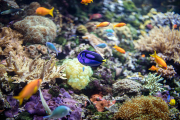 sea fish and corals.
