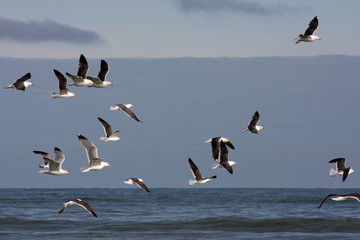 flock of seagulls at Terschelling