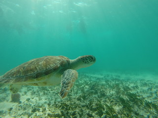 Obraz premium DCIM\134GOPRO