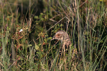 female pheasant in the grass