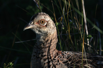bird of prey