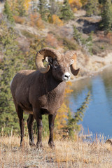 Big Horn Sheep in Jasper National Park, Alberta Canada