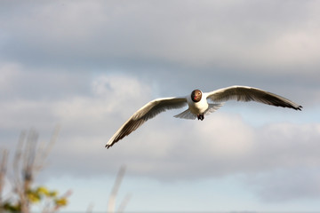 seagull in flight