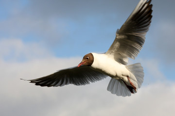 seagull in flight