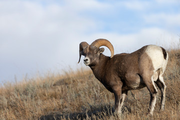 Big Horn Sheep in Jasper National Park, Alberta Canada