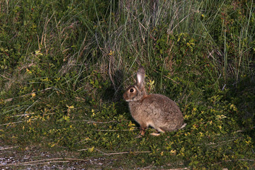 rabbit in the grass
