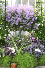 Obraz premium flowers in the botanical garden