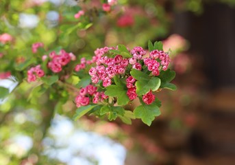 flowers in the garden, Poland