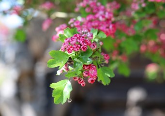 pink flowers in the garden