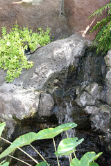 waterfall in botanical garden