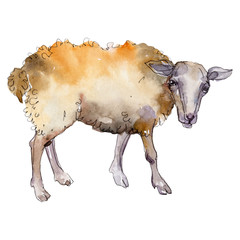 Sheep farm animal in a watercolor style isolated. Aquarelle wild animal for background..