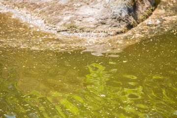 environmental disaster, toxic algal blooms