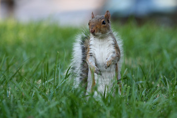 red squirrel in Washington DC