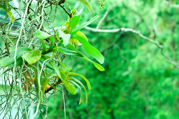 wild orchid in green forest, orchid stay on the tree