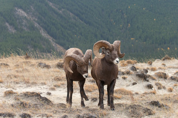 Fototapeta premium Big Horn Sheep in Jasper National Park, Alberta Canada