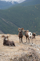 Naklejka premium Big Horn Sheep in Jasper National Park, Alberta Canada