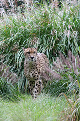 cheetah in the grass in zoo