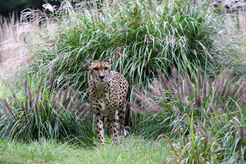 cheetah in grass in zoo