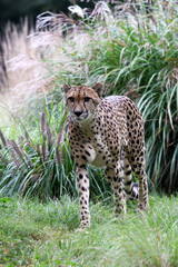 cheetah in grass
