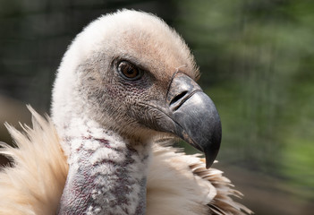 Cape Griffon vulture, large raptor indigenous to the area, photographed in the Drakensberg mountains near Cathkin Peak, Kwazulu Natal, South Africa