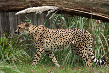 Fototapeta na wymiar Cheetah in the zoo