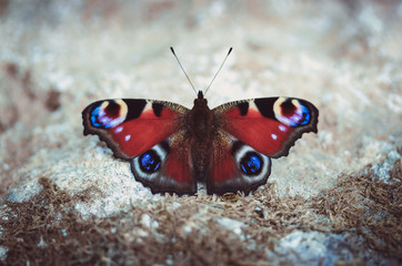 Peacock butterfly resting on the ground on a Sunny summer day on a gray background. Butterfly with beautiful multi-colored wings of red orange blue color. Macro close-up, top view.