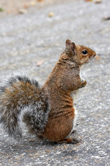 red squirrel