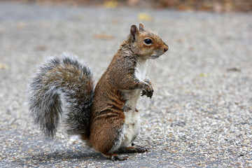 red squirrel