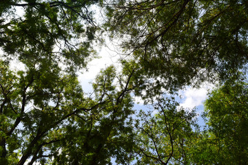 Fototapeta premium Closeup nature view of green leaf background in garden