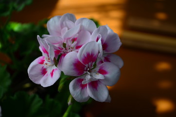 beautiful bright flower geranium in a pot