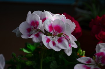 Obraz na płótnie Canvas beautiful bright flower geranium in a pot