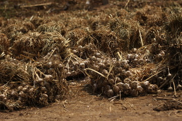 packs of tyed green rolls of freshly picked small garlic cloves ready to be dried for replanting or consumption after a good harvest in Northern Thailand, Southeast Asia