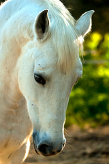 caballo blanco relajado con fondo verde