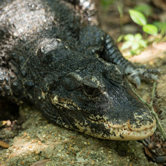 Dwarf Crocodile