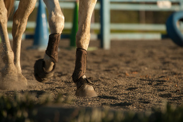 caballo blanco realiza ejercicios de equitación