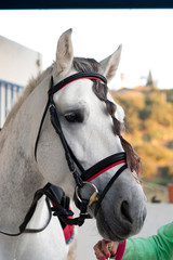 caballo blanco trenza