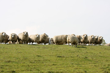 Obraz premium flock of sheep