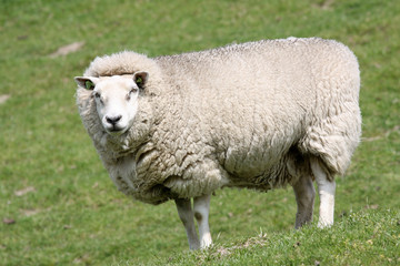 Obraz premium sheep in field