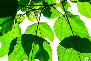 Closeup nature view of green leaf background in garden