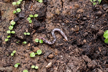 Earthworm, spiraling on topsoil
