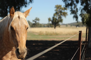 one lone golden colored horse in it's dusty dry field under the shade of a tree in a fenced paddock on a rural farm, New South Wales, Australia