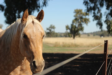 one lone golden colored horse in it's dusty dry field under the shade of a tree in a fenced paddock on a rural farm, New South Wales, Australia