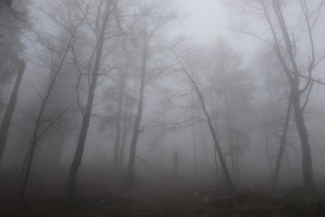 Fototapeta na wymiar The foggy rainy forest