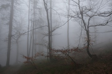 The foggy rainy forest